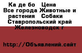 Ка де бо › Цена ­ 25 - Все города Животные и растения » Собаки   . Ставропольский край,Железноводск г.